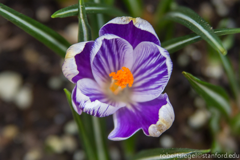 crocus